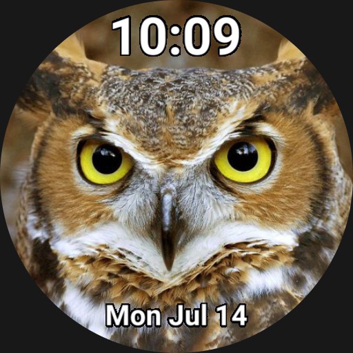 OwlFace Copy