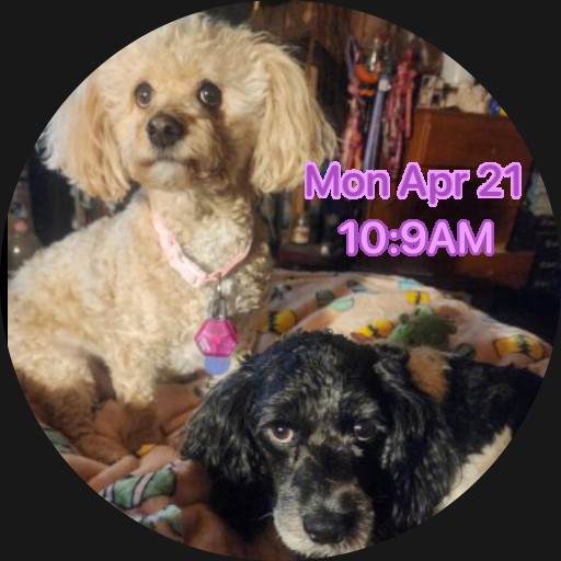 Dogs