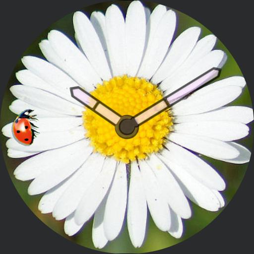 Daisy