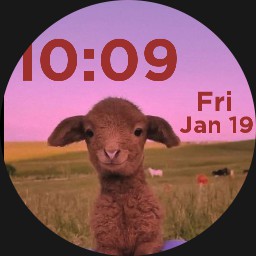 cute wittle goat