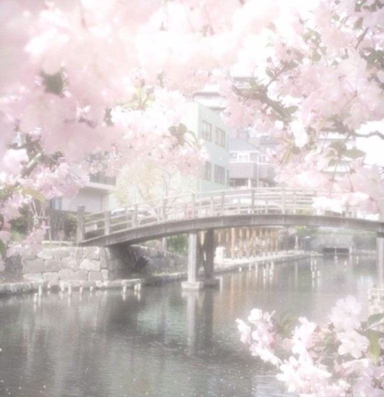 cute pink cherry blossoms & a river :3