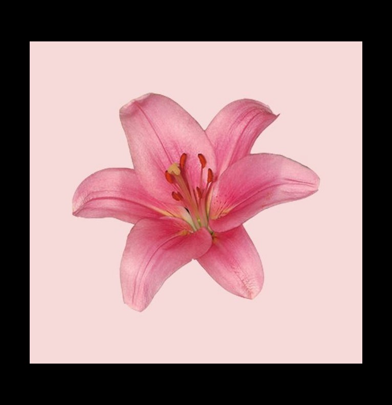 lily