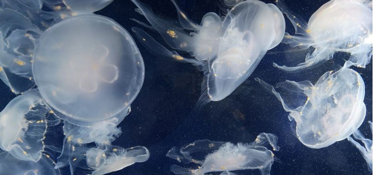 jellyfish 