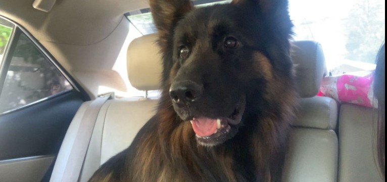 mustard likes ketchup 