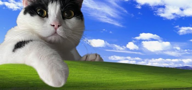 Windows kitty - widgetopia homescreen widgets for iPhone / iPad / Android
