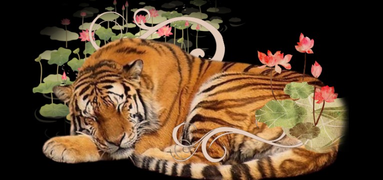 Lotus tiger