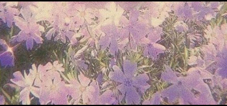 Purple Medium Widget