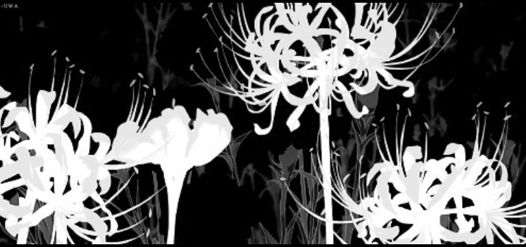 .. black n white spider lily gif
