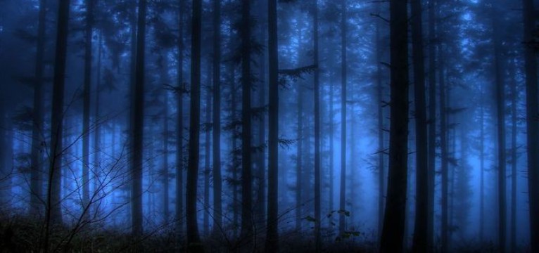 Blue forest ..