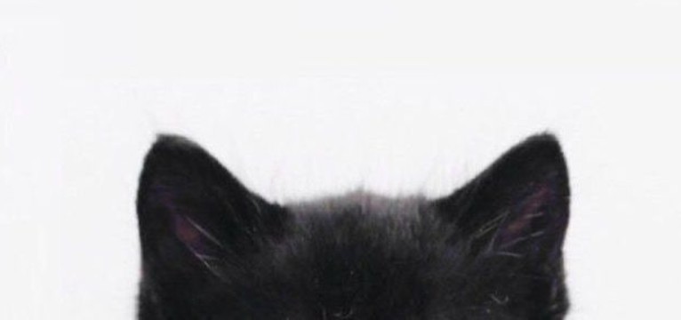 Void cat widget