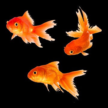 goldfish frutiger aero transparent png
