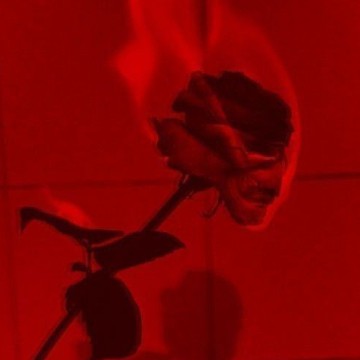 red rose in flames