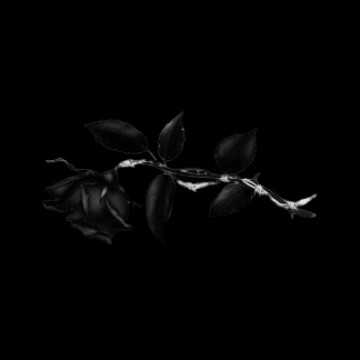 black rose