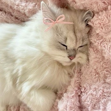 cute cat pink
