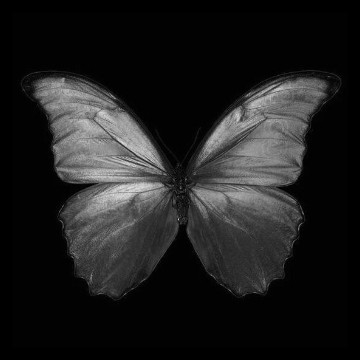 butterfly borboleta Copy