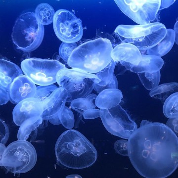 Jellyfish