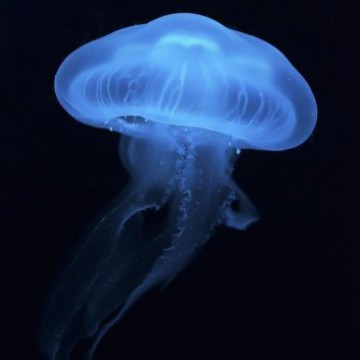 Jellyfish