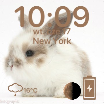 brown rabbit widget