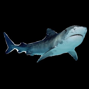 sharkie