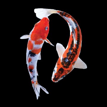 koi fish frutiger aero fishes png transparent