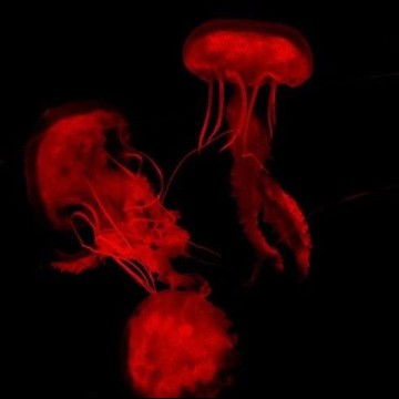 Dark red jellyfish
