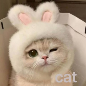 a cute cat
