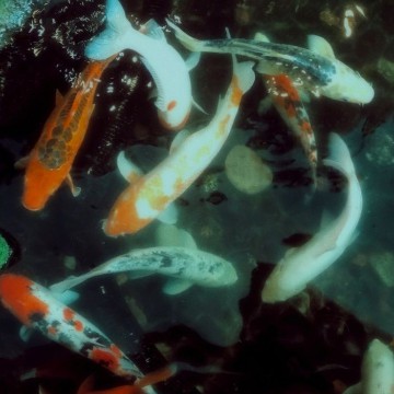 koi fish