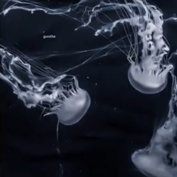 ghost jellyfish