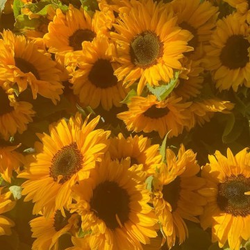 sunflowers
