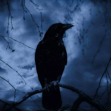 crow