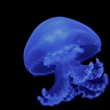 Jellyfish