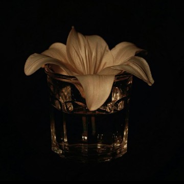 Lily on the glass 