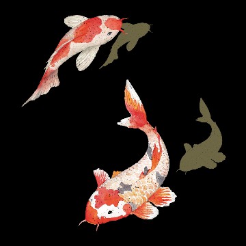 koi fish