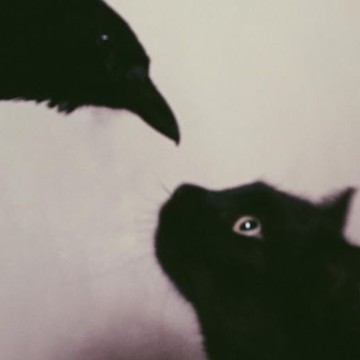 crow black cat