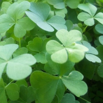 clover