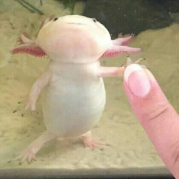 funny axolotl