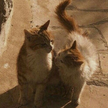 cat