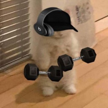 cat lifting weights