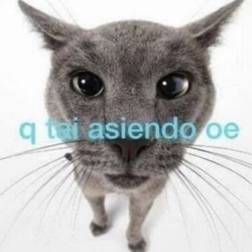 gato meme chile