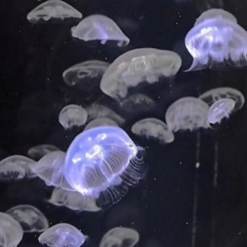 oohh scawy jewwyfishy