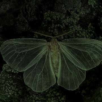 Moth