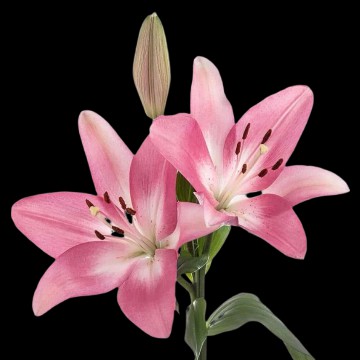 Lilies