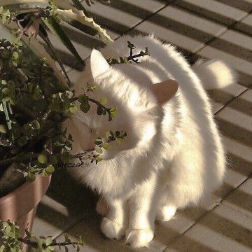 white cat
