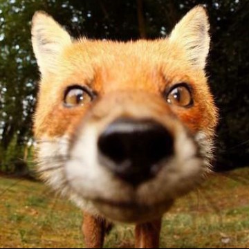 fox