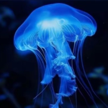navy jelly fish 