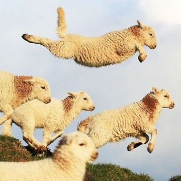 flying sheep
