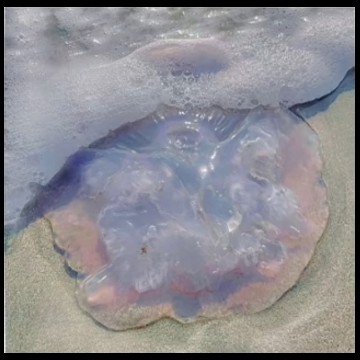 jellyfish