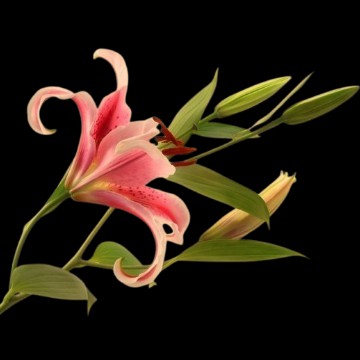 lily png