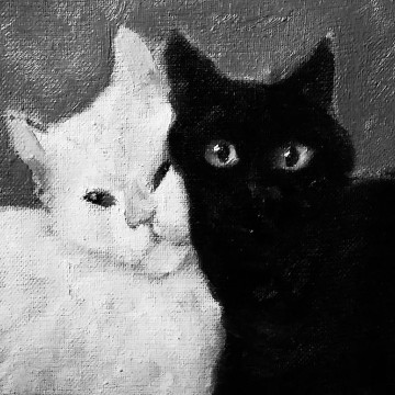 Black & White Cat