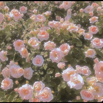 pink flowers